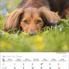 Monatskalender für Juni 2027 mit farblich markierten Wochenenden. Im Hintergrund liegt ein Hund im Gras voller Blumen.