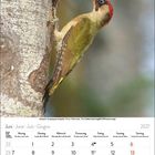 Juni 2027 Kalenderseite mit einem Grünspecht auf einem Baum. Datumsangaben und Wochentage sind auf Deutsch, Englisch, Französisch und Italienisch.