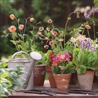Blühende Blumen in Tontöpfen, Gießkanne und Gartenwerkzeuge auf Holztisch im Garten.
