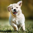 Ein fröhlicher, flauschiger Welpe läuft auf grünem Gras mit einem unscharfen, warmen Hintergrund.