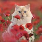 Eine weiß-cremefarbene Katze mit blauen Augen sitzt in einem Feld voller roter Mohnblumen.