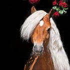 Ein Pferd mit langem, weißen Mähne, einer weißen Stirnblesse, umgeben von roten Rosen.