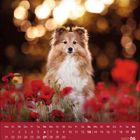 Kalender Juni 2027. Ein flauschiger Hund sitzt in einem Mohnblumenfeld mit lichtdurchfluteten, verschwommenen Bäumen im Hintergrund.