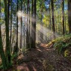 Keine Texte vorhanden. Sonnenstrahlen durchdringen einen dichten Waldpfad umgeben von hohen Bäumen und Farnen.