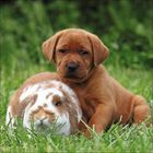 Ein brauner Welpe sitzt im Gras neben einem weißen Kaninchen mit braunen Flecken. Beide schauen nach vorne.