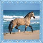 Hellbraunes Pferd galoppiert am Strand entlang, umrahmt von einem blauen Rand mit kleinen Pferdeillustrationen.
