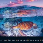 Kalenderblatt Juni 2023; eine Meeresschildkröte schwimmt über einem Korallenriff, darüber die Wasseroberfläche und Himmel.