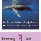 Text: "Das Herz des Blauwals ist so groß wie ..."

a) ein kleines Auto.

b) ein Omnibus.

c) ein Kettcar.

Donnerstag, 3 Juni.

Ein Blauwal schwimmt im blauen Wasser.