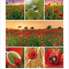 Sechs Bilder von Klatschmohnfeldern in verschiedenen Perspektiven und Lichtstimmungen, mit einem Kalender unten.