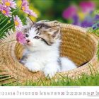 Kalenderseite, Juni 2010, zeigt Kitten in Strohhut, umgeben von rosa Blumen und grünem Gras.