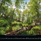 "Juni 2021" und Kalendertage am unteren Rand. Waldlandschaft mit sonnendurchflutetem Laub und umgestürzten Bäumen.