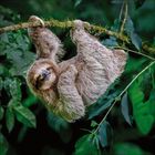 Ein Faultier hängt entspannt kopfüber an einem Ast, umgeben von dichtem grünen Laub.