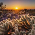 Kein Text erkennbar. Stachelige Kakteen im Vordergrund, Sonnenuntergang in der Wüste im Hintergrund.