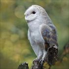 Ein Schleierkauz sitzt auf einem Ast, umgeben von verschwommenem, grünlichem Waldhintergrund.