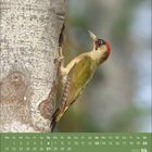 Kalenderseite, zeigt Juni 2027. Ein Specht mit rotem Kopf klammert sich an einen Baumstamm. Hintergrund unscharf.