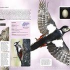 Buntspecht: Steckbrief mit Länge, Spannweite, Gewicht, Alter. Text über Anpassungen, Fortpflanzung und Lebensraum.