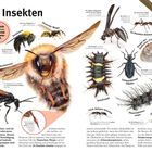**Giftige Insekten.** Textkästen: „Der Stich dieser Wespe ist extrem schmerzhaft.“ Verschiedene Insekten mit Beschreibungen.