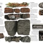 **Wie Kohle entsteht**  
Kohle ist Millionen Jahre alt. In den sumpfigen Wäldern Asiens, Europas und Nordamerikas wurden verrottende Blätter, Samen sowie Totholz von Sedimenten überdeckt. Mit zunehmender Dicke drückten sie das Wasser hinaus und verdichteten das pflanzliche Material erst zu Torf, dann zu Kohle.

**Versteinertes Holz**  
Gagat ist hart, schwarz und sehr leicht, weil ...

**Schmuckstücke**  
Besonders viel Gagat gibt es in Yorkshire im Norden Englands.

**Ölschiefer**  
Dieses Sedimentgestein enthält Kerogen, eine organische Substanz.