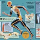 Titel: „KNOCHEN: Leichtes, aber stabiles Gerüst, das dem Körper Form gibt und Bewegung ermöglicht“. Text über Skelett, Knochen und Gelenke, inklusive Informationen über Stabilität, Heilungsprozesse, Anzahl der Knochen und mehr.  Illustration eines menschlichen Körpers im Lauf mit hervorgehobenem Knochensystem.