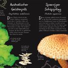Australischer Geisterpilz, Omphalotus nidiformis: Ein leuchtender Giftpilz. Sparriger Schüppling, Pholiota squarrosa: Gelbbraun mit Schuppen.