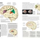 Es zeigt die "Sprachzentren" im Gehirn. Diagramme veranschaulichen Broca- und Wernicke-Areale, sowie Sprachstörungen.