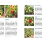 "MEINE 15 KULTUREN FÜR REICHE ERNTE. PANTOS, ALBAREGIA, PAPRIKA, FERENC TENDER, STUFF ENUFF, ROTER AUGSBURGER."

Sechs Textblöcke beschreiben verschiedene Paprikasorten. Je ein Foto zu jeder Sorte mit Paprika an der Pflanze.