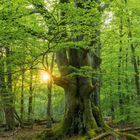 06. Alte Südbuche im Urwald Sababurg - Deutschland. Eine mächtige Buche mit frischem Laub im Wald.