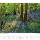 06, Montag bis Sonntag unter jedem Datum. Ein Wald mit blühenden blauen Blumen unter Bäumen.