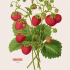 ERDBEERE, FRAGARIA. Unten Monatskalender für Juni, Zahlen in Grün und Rot. Illustration von roten Erdbeeren mit grünen Blättern.