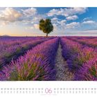 Monatskalender: Juni. Ein einzelner Baum steht in einem weiten Lavendelfeld unter einem blauen Himmel mit Wolken.