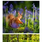 06. Monat Juni mit violetter Blume, Eichhörnchen im Wald, Blütenteppich.