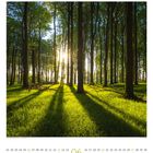 06, Sonntag, Montag, Dienstag. Sonnenstrahlen erleuchten einen grünen Wald mit hohen Bäumen im Sommer.