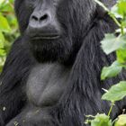 06, daneben eine Kalenderansicht in weiß auf grünem Hintergrund. Ein Gorilla sitzt im Grünen.