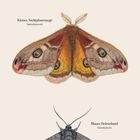 Wolfsmlchschwärmer, Kleines Nachtpfauenauge, Blaues Ordensband. Juni-Kalender. Drei detaillierte Schmetterlingsillustrationen.