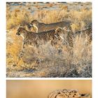 Kalenderblatt mit Geparden: Nahaufnahme eines Gepards, zwei in der Savanne, zwei sich leckend. Monat Juni markiert.