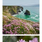 Kalender mit Datum im Juni, Bilder von Papageientauchern und blühenden rosa Blumen an einer Küste.