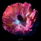 Kalender für Juni, künstlerische Illustration einer leuchtenden Blüte in Rosa und Violett auf schwarzem Hintergrund.