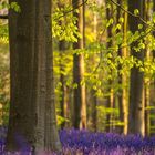 Kalenderblatt Juni. Zitat: „Ich verstehe nicht, wie man an einem Baum...“. Waldbild mit grünen Blättern und violetten Blumen.