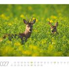 "06 2027" und darunter Kalendertage. Zwei Rehe im grünen Feld zwischen gelben Blumen.