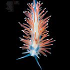 "Flabellina nobilis", Kalender für Juni mit Bild eines bunten Meeresnackens.