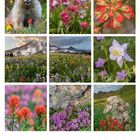 06: Verschiedene Wildblumen, ein Murmeltier und eine Berglandschaft. Unter dem Bild ist ein Monatskalender für Juni.