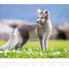 Juni-Kalender mit einem blauen Hintergrund zeigt einen Polarfuchs auf grüner Wiese mit weißen Blumen.