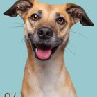 06, Kalendertage, Montag bis Sonntag. Hund vor blauem Hintergrund, braun-weiß, lächelt mit heraushängender Zunge.