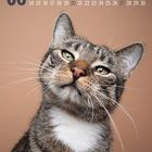 06, Monatskalender mit Tagen und Wochentagen. Nahaufnahme einer grau-gestreiften Katze vor braunem Hintergrund.