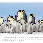 "06" oben. Kaiserpinguine mit Küken auf Schnee. Kalenderschraffur mit Juni-Daten darunter. Hintergrund: Blauer Himmel.