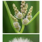 20. Juni und 6. Grün nummeriert. Drei Nahaufnahmen von Pflanzen mit Samen und Blüten auf grünem Hintergrund.