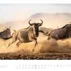 Im Bild steht die Zahl 06. Mehrere Gnus rennen in einer staubigen Landschaft.