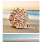 Kalender mit Bildern: Sandbank Mopion, Meeresmuschel, Welle. Datum: Juni; Tage markiert: 6, 13, 20.