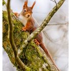 „05 FEBRUAR“; Eichhörnchen auf einem Baum mit Moos; Wochentage darunter; neugieriger Blick des Tieres.