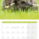 Das Datum ist Juni 2027. Ein Igel liegt im Gras neben kleinen Gänseblümchen.